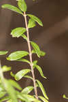 Scarlet calamint